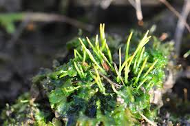 Attēlu rezultāti vaicājumam “Phaeoceros laevis subsp. carolinianus”