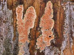 Attēlu rezultāti vaicājumam “Gloeoporus taxicola”