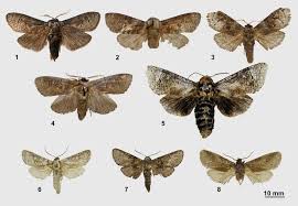 Attēlu rezultāti vaicājumam “Cossidae”