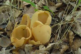 Attēlu rezultāti vaicājumam “Otidea onotica”