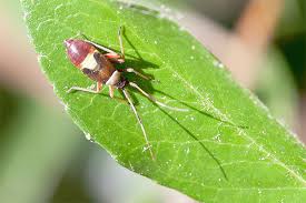 Attēlu rezultāti vaicājumam “Closterotomus biclavatus imago”
