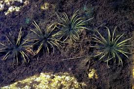 Attēlu rezultāti vaicājumam “Isoetes echinospora leaf”