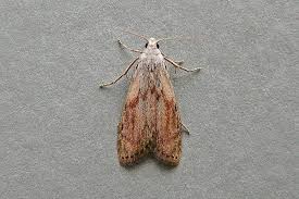 Attēlu rezultāti vaicājumam “Aphomia sociella male”