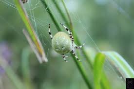 Attēlu rezultāti vaicājumam “Araneus quadratus female”