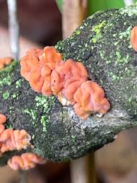 Attēlu rezultāti vaicājumam “Peniophora rufa”