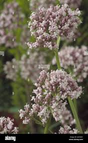 Attēlu rezultāti vaicājumam “Valeriana officinalis bud”