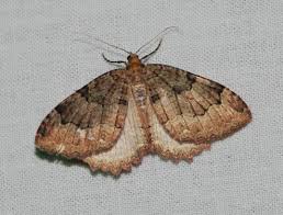 Attēlu rezultāti vaicājumam “Triphosa dubitata”