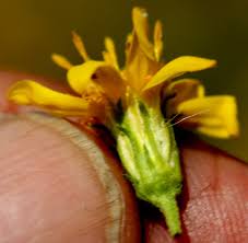 Attēlu rezultāti vaicājumam “Solidago virgaurea bud”