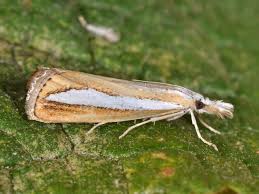 Attēlu rezultāti vaicājumam “Catoptria margaritella”