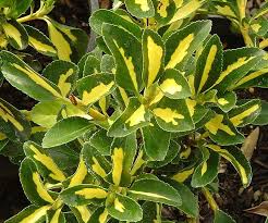Attēlu rezultāti vaicājumam “Euonymus”