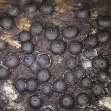 Attēlu rezultāti vaicājumam “Corticium roseum”