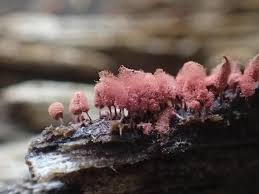 Attēlu rezultāti vaicājumam “Arcyria minuta”