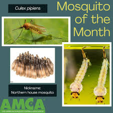 Attēlu rezultāti vaicājumam “Culex pipiens female”