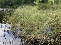 Attēlu rezultāti vaicājumam “Carex lasiocarpa”