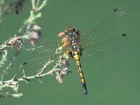 Attēlu rezultāti vaicājumam “Leucorrhinia rubicunda”