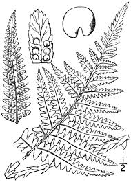 Attēlu rezultāti vaicājumam “Dryopteris filix-mas”