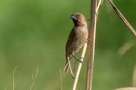 Attēlu rezultāti vaicājumam “Scapania lingulata”