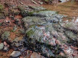 Attēlu rezultāti vaicājumam “Fontinalis antipyretica subsp. gracilis”