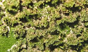 Attēlu rezultāti vaicājumam “Leiocolea rutheana sporophyte”