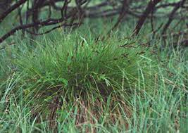 Attēlu rezultāti vaicājumam “Carex appropinquata”