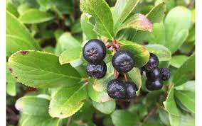 Attēlu rezultāti vaicājumam “Aronia melanocarpa fruit”
