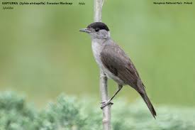 Attēlu rezultāti vaicājumam “Sylvia atricapilla male”