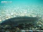 ARKive - Adriatic sturgeon videos, photos and facts - Acipenser ...