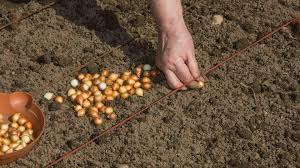 Image result for Zwiebeln