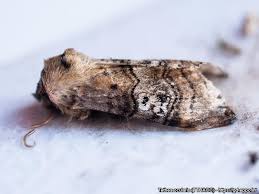 Attēlu rezultāti vaicājumam “Tethea or”