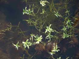 Attēlu rezultāti vaicājumam “Callitriche verna flower”