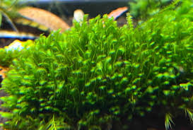 Attēlu rezultāti vaicājumam “Fissidens gracilifolius”