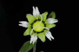 Attēlu rezultāti vaicājumam “Silene baccifera fruit”