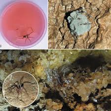 Attēlu rezultāti vaicājumam “Penicillium vulpinum”