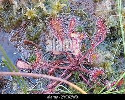 Attēlu rezultāti vaicājumam “Drosera x obovata leaf”