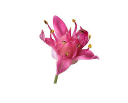 Attēlu rezultāti vaicājumam “Hylotelephium telephium bud”