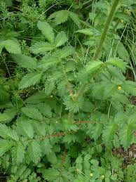 Image result for Agrimonia eupatoria