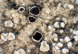 Attēlu rezultāti vaicājumam “Lecanora allophana”