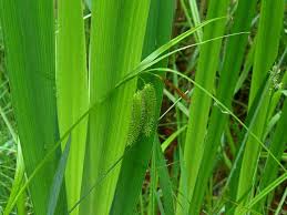 Attēlu rezultāti vaicājumam “Carex pseudocyperus female flower”