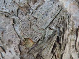 Attēlu rezultāti vaicājumam “Arthonia spadicea”