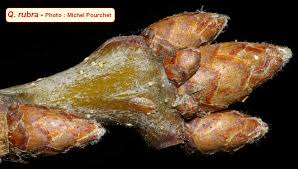 Attēlu rezultāti vaicājumam “Quercus rubra bud”