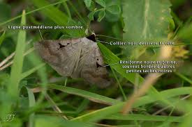 Attēlu rezultāti vaicājumam “Lygephila pastinum”