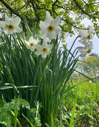 Attēlu rezultāti vaicājumam “Narcissus poeticus”