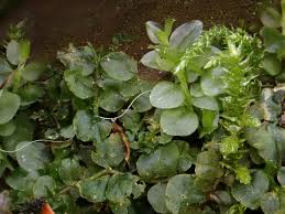 Attēlu rezultāti vaicājumam “Pseudobryum cinclidioides”