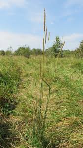 Attēlu rezultāti vaicājumam “Phleum phleoides fruit”