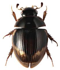 Attēlu rezultāti vaicājumam “Hydrophilidae”