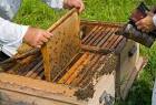 beehive - photo/picture definition at Photo Dictionary - beehive ...
