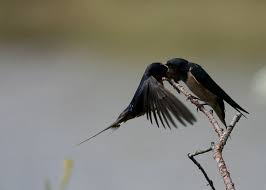 Attēlu rezultāti vaicājumam “Hirundo rustica adult”