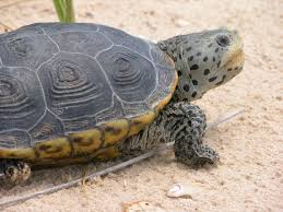 Image result for Malaclemys terrapin