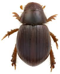 Attēlu rezultāti vaicājumam “Aegialia arenaria”