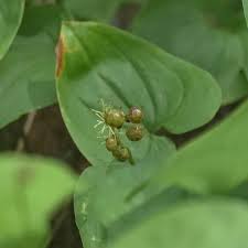 Attēlu rezultāti vaicājumam “Maianthemum bifolium bud”
